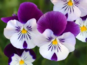 purpleWhiteyellow flowers guidebook