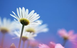 1440x900_Blue_Sky_Flowers_HM050_350A