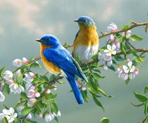 bluerobinsclipartGuidebook